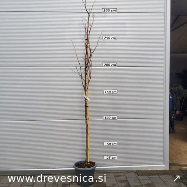 Tilia cordata 'Winter Orange' (Lipovec)