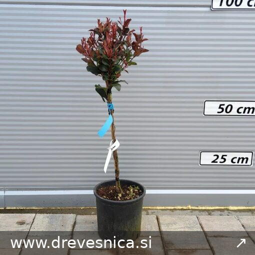 Photinia fraseri 'Nana' (Fotinija gojena na steblu )