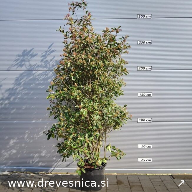 Photinia fr.'Pink Marble' fotinija