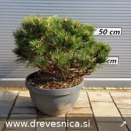 Pinus nigra 'Nana' (Pritlikavi kompaktni črni bor)