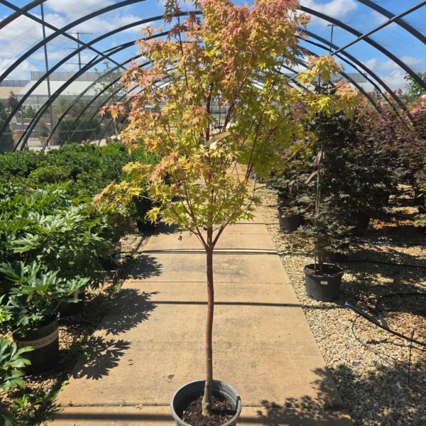 Acer palmatum 'Sangokaku' (Pahljačasti javor na steblu)