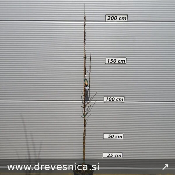 Pyrus communis 'Conference' (Hruška)