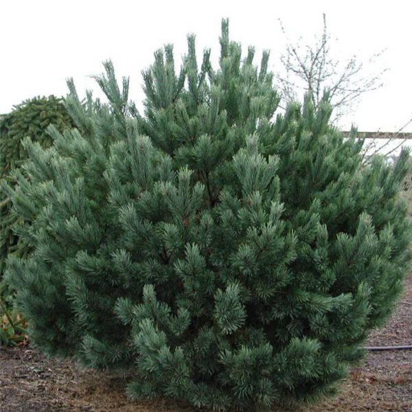 Pinus sylvestris 'Nana' (Kompaktni rdeči bor watereri)