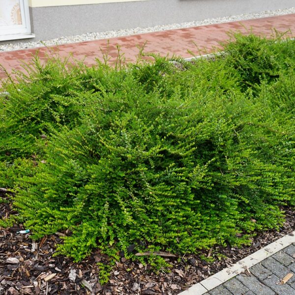 Lonicera nitida `Elegant`