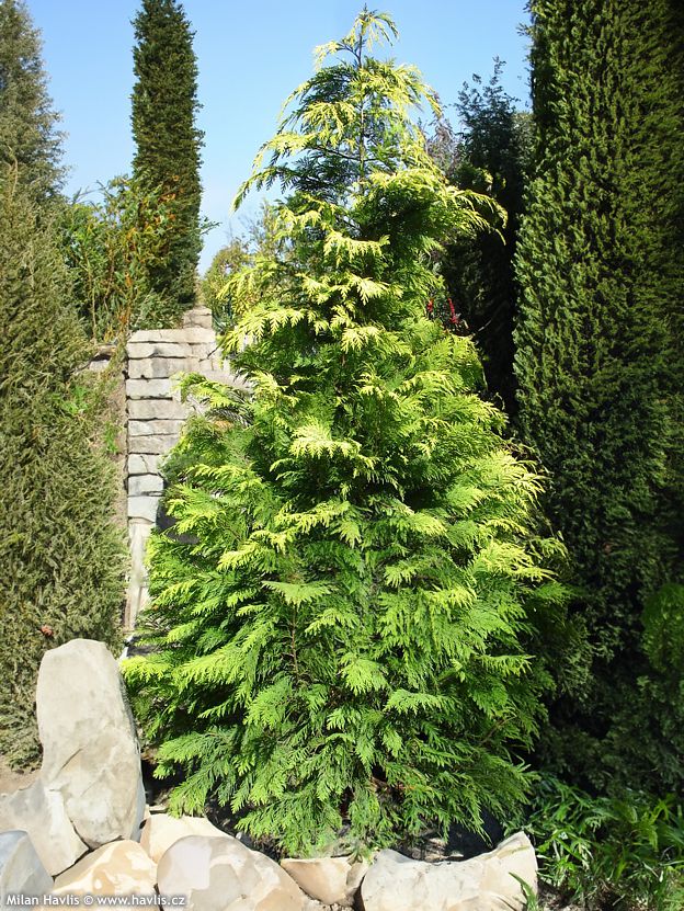 334_2 Chamaecyparis lawsoniana 'Stardust' (Rumena law. pacipresa) - slika 1