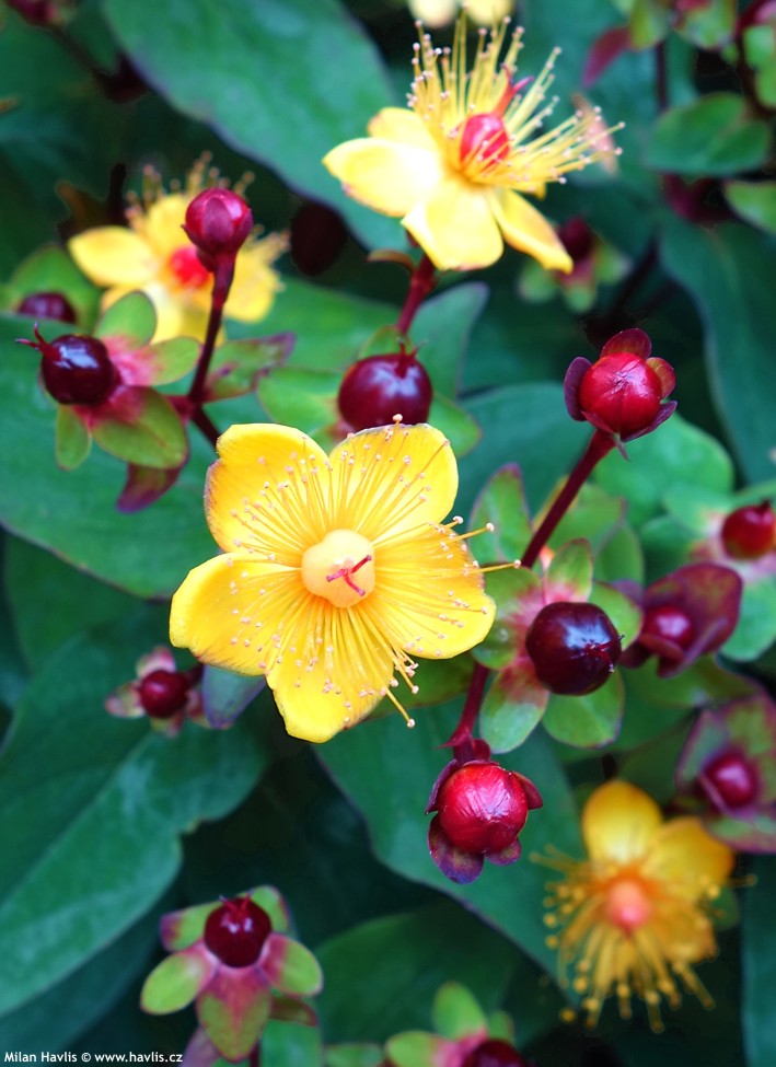 3818_2 Hypericum inodorum `Magical Universe` - slika 1