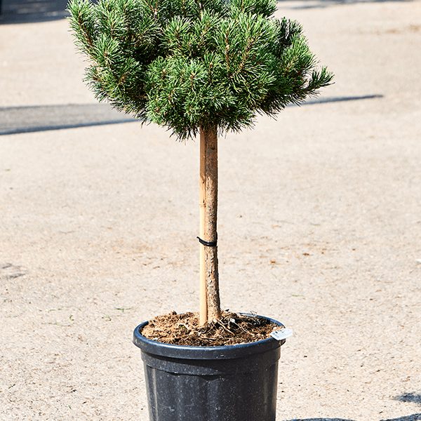 Pinus mugo 'Allgau'- NA STEBLU