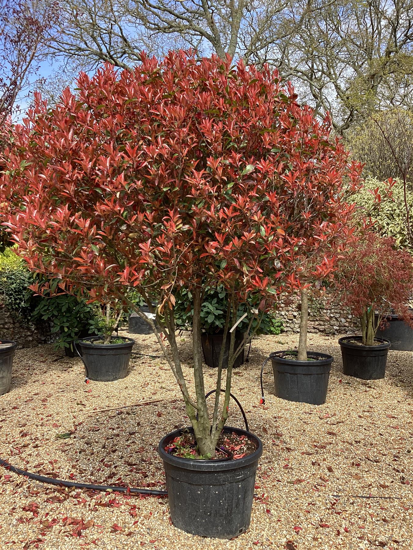 8feee64f-a3ed-4219-b8bd-725c6cd4293a_0ed3479f-34e7-4814-976b-724089a89de1 Photinia fr. 'Carre Rouge' (Fotinija oblika DEŽNIKA) - slika 1