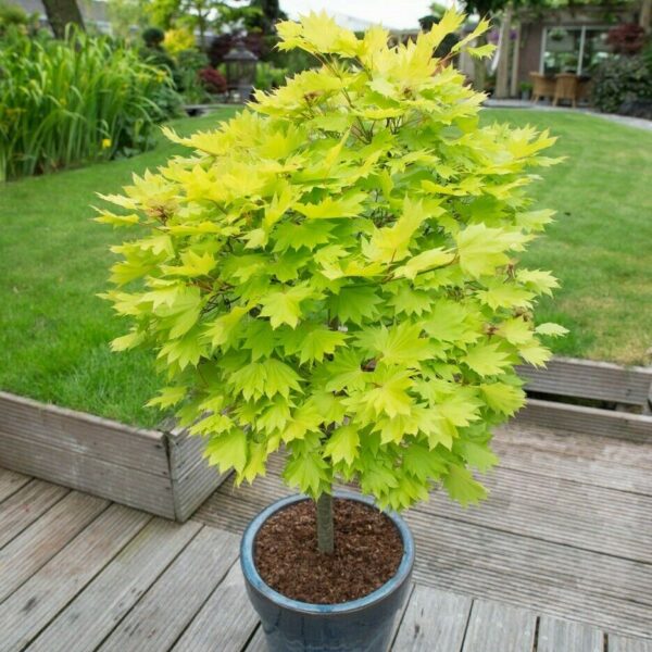 Acer palmatum 'Aureum' (Rumeni japonski javor)