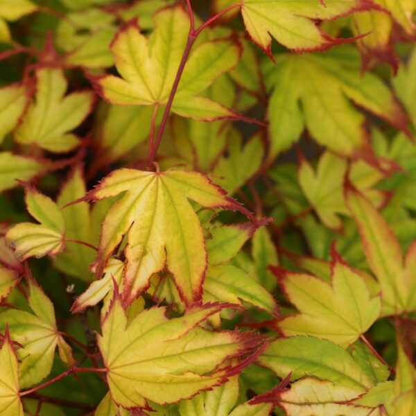 Acer palmatum 'Tsuma Beni'