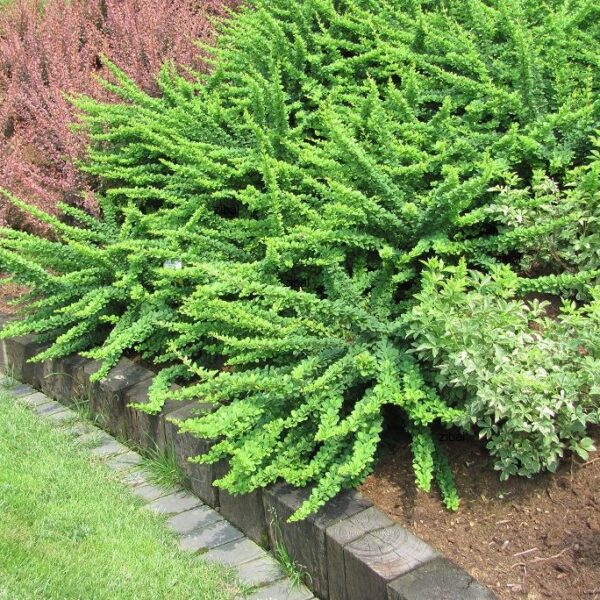 Berberis th. 'Green Carpet' (Zeleni kompaktni češmin)