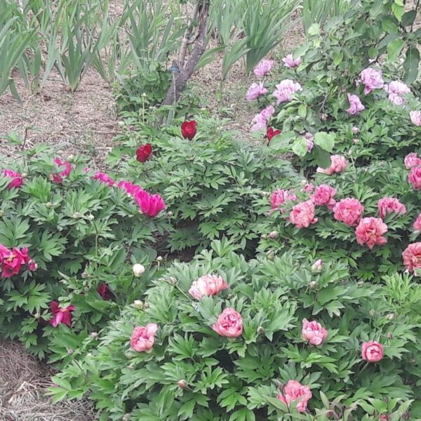 Paeonia MIX Potonika C2 L