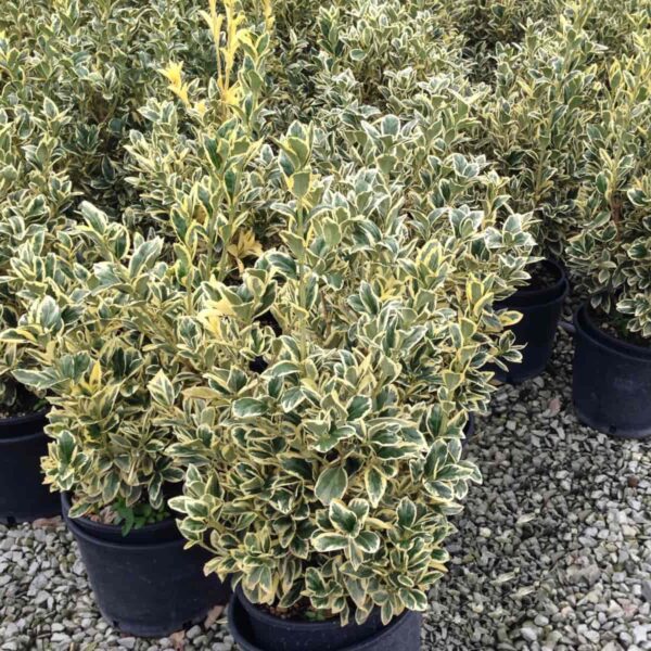 Euonymus pu. 'Argenteovariegat' (Pisanolistna trdoleska)