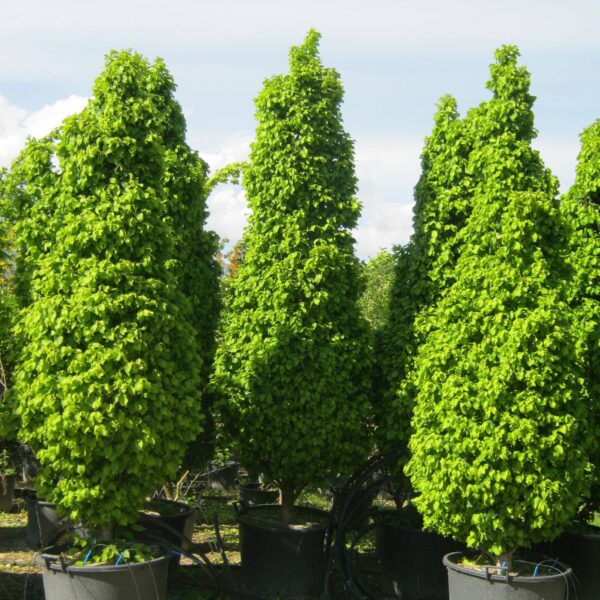 Carpinus betulus 'Monumentalis' (Kompaktni piramidni gaber)
