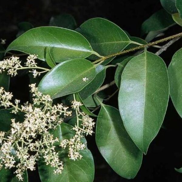 Ligustrum lucidum Kitajski liguster, C2, 30 cm