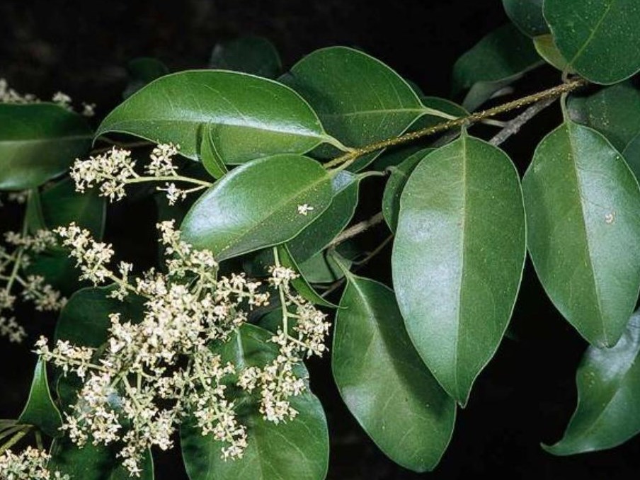 LILU_2 Ligustrum lucidum Kitajski liguster, C2, 30 cm - slika 1