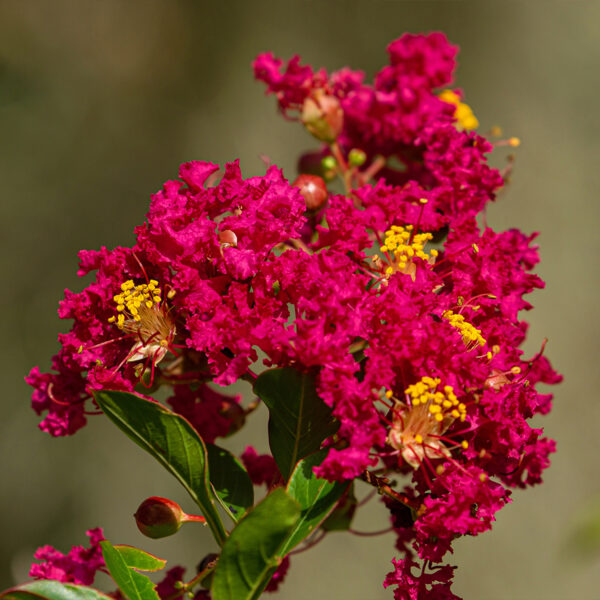 Lagerstroemia Caroline Beauty (Lagerstremija)