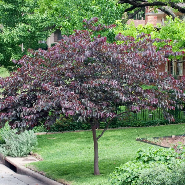 Cercis canad. 'Merlot' (Kanadski jadikovec na steblu)