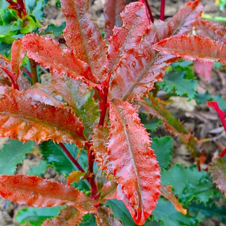 PhotiniaSerratifoliaCrunchy Photinia serratifolia'Corallo' Fotinija-EXTRA DEŽNIK - slika 1