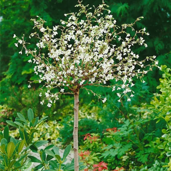 Prunus incisa 'Kojou-no-mai' (Okrasna češnja)