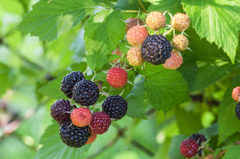 Rubus-occidentalis-Jewel Rubus idaeus 'Juwel Blackl' Malina - črna - slika 1