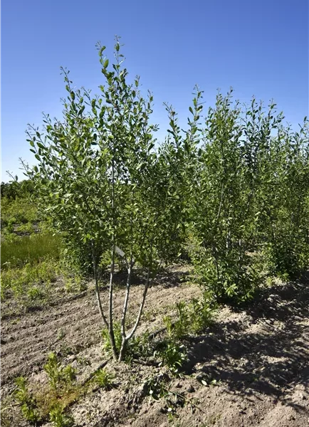 Salix caprea