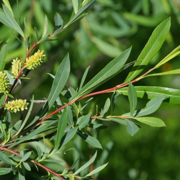 Salix purpurea Rdeča vrba