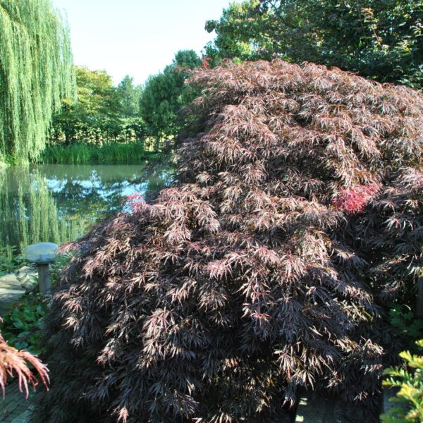 Acer palmatum 'Inaba-Shidare'