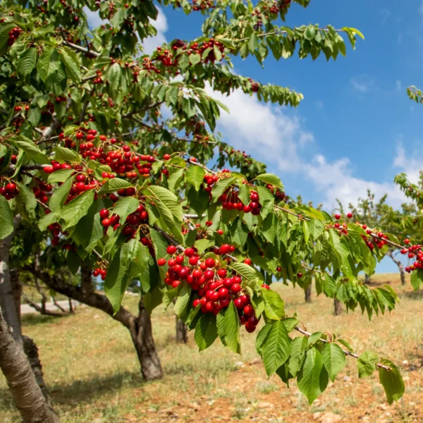 Prunus avium 'Bigarreau Coeur de Pigeon' (Češnja)