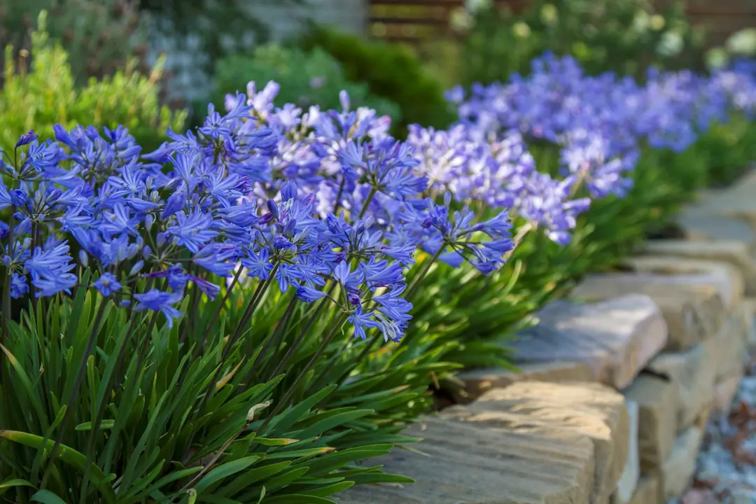 agapanthus-baby-pete Agapanthus 'Flower of Love' Modro-viola lilija - slika 1
