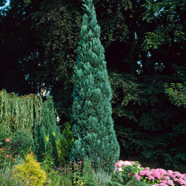 Chamaecyparis lawsoniana 'Columnaris' (Modra Lawsonova pacipresa)