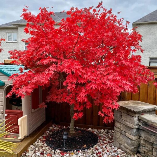 Acer palmatum 'Osakazuki' (Pahljač. javor na steblu)