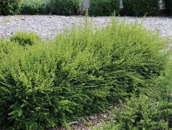 Lonicera nitida  Kosteničje