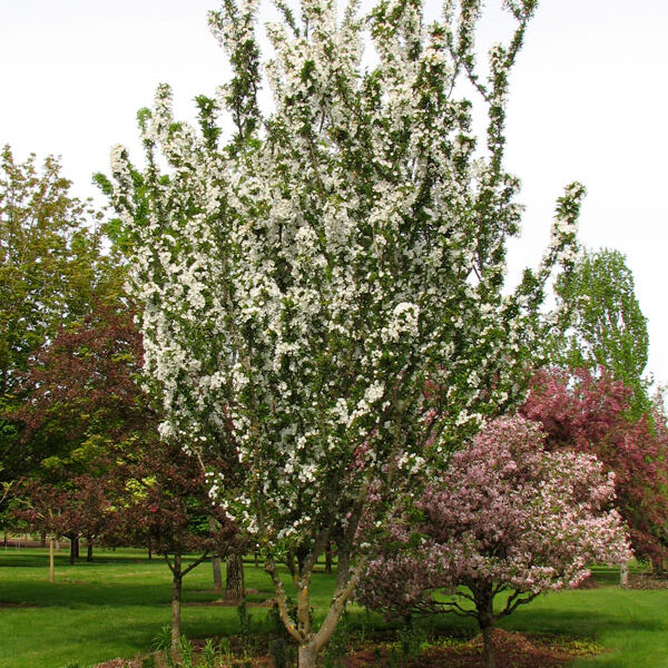 Malus 'Adirondack'