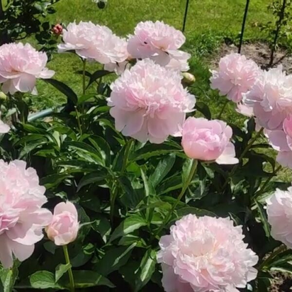 Paeonia lactiflora'Noemi Demay Navadna vrtna potonika