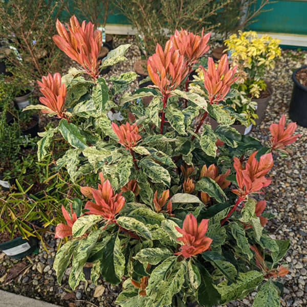 Photinia serrat. 'Pink Crispy' (Fotinija)