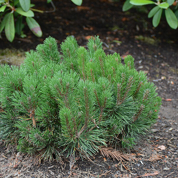 Pinus mugo `var. pumilio`