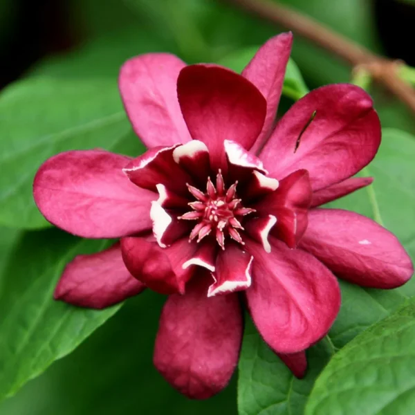 Calycanthus ra.'Hartlage Wine' (Dišečnik)