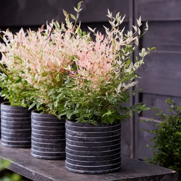 Nandina domestica 'Twilight' ( Nandina, Nebeški bambus )