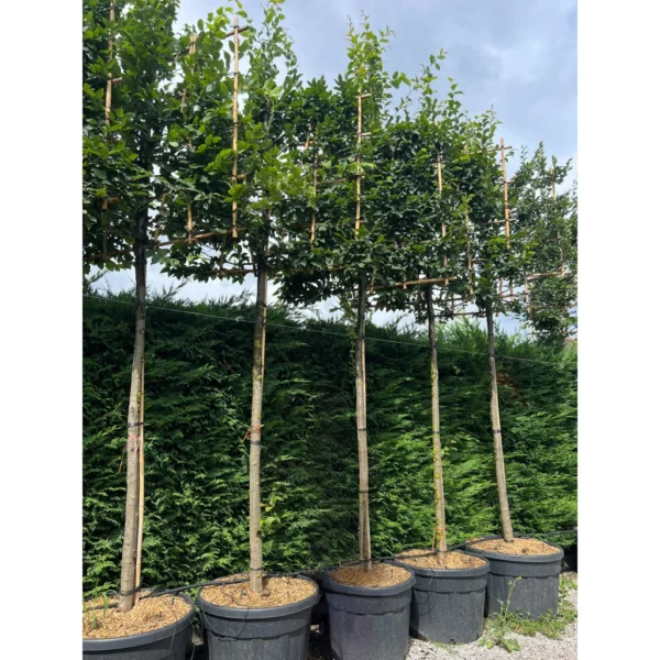 Carpinus betulus (Navadni/Beli gaber na steblu)