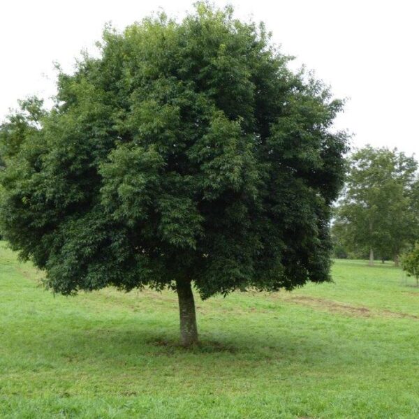 Quercus myrsinifolia (Mongolski hrast)