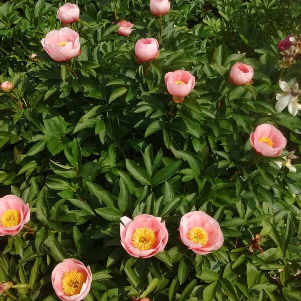 Paeonia 'Soft Salmon Saucer' Potonika - roza