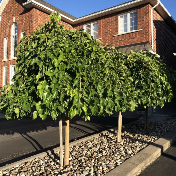 Morus alba 'Pendula' Povešava murva