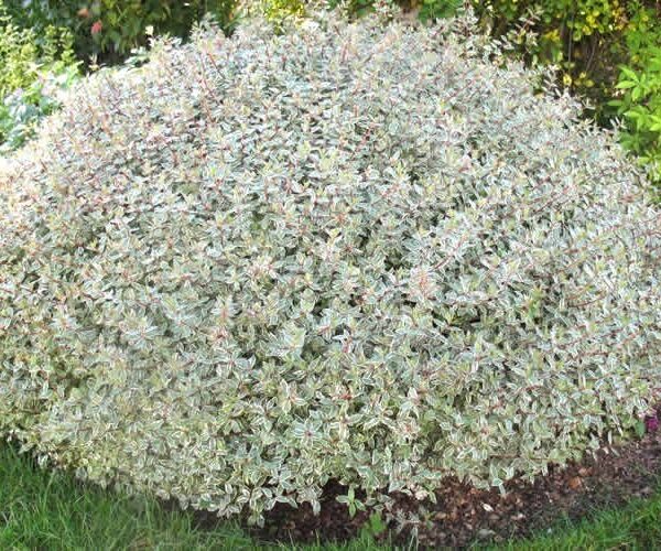 Abelia confetti ( Velikocvetna abelija)