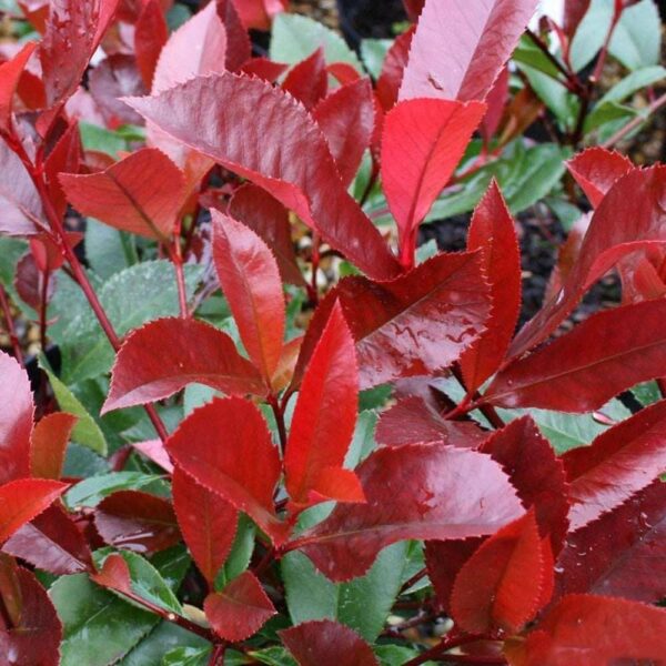 Photinia fraseri 'Red Light' (Fotinija)