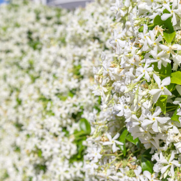 Rhyncospermum jasminoides Zimzeleni jasmin