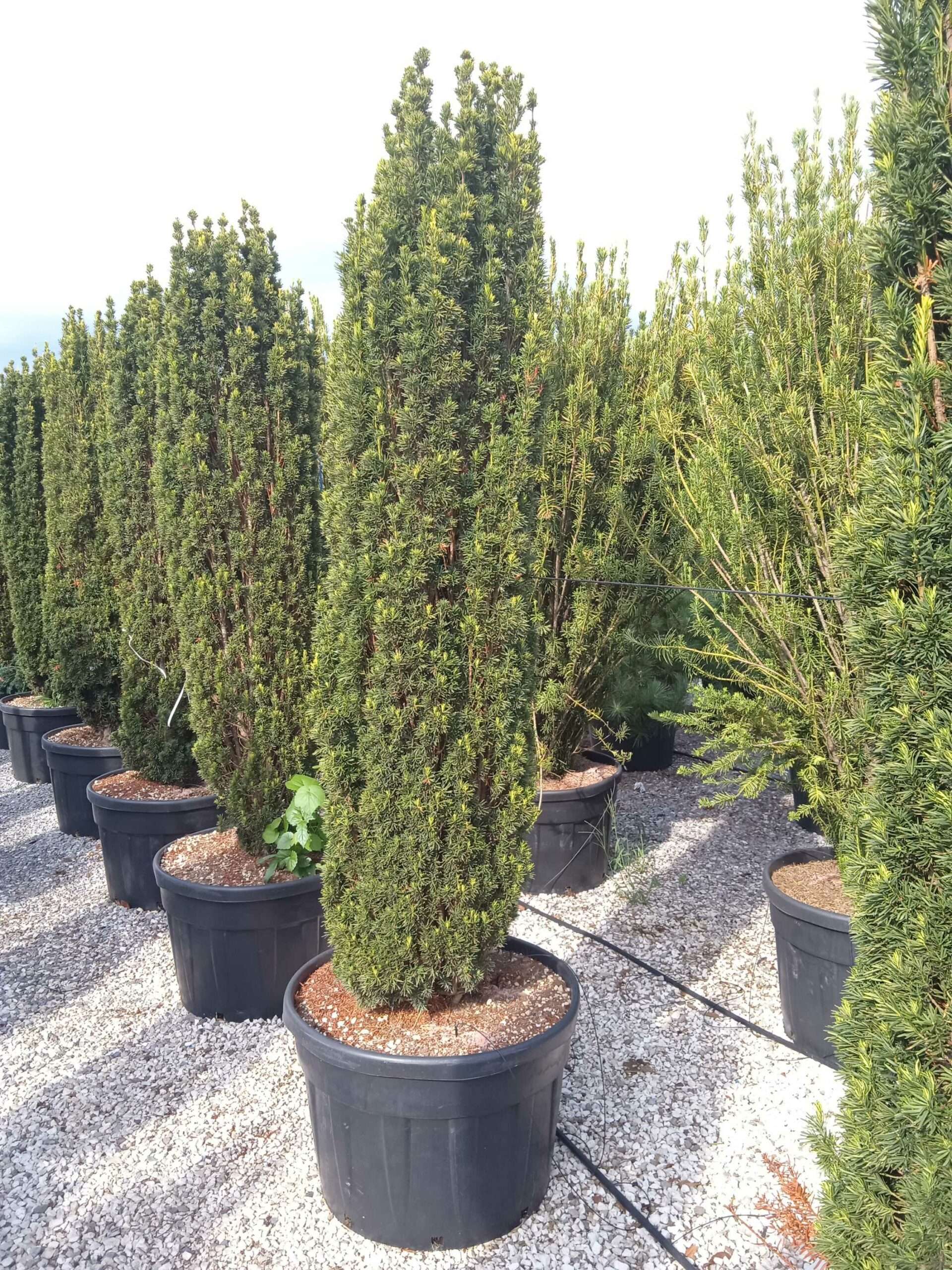 1662128934-scaled Taxus baccata 'Fastigiata' (Stebrasta tisa) - slika 1