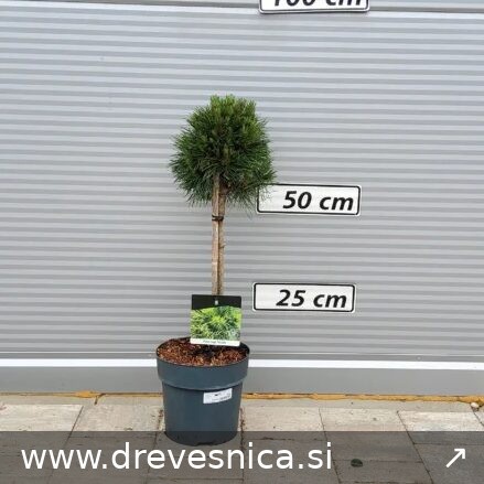 Pinus mugo 'Varella' (Rušje na steblu)