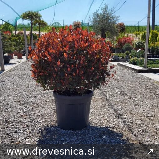 Photinia fraseri `Little Red Robin` (Kompaktna fotinija  KROLGA)