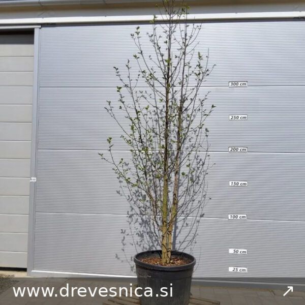 Magnolia kobus `Isis` (Japonska ali kobuši magnolija)